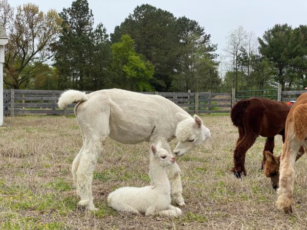 A Weekend Escape at an Alpaca Farm on Chesapeake Bay - Image 7